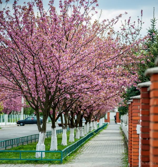 Травневі свята 2016: куди поїхати в Україні (фото). Травневі свята-це не тільки пікніки і шашлики. За пару теплих днів можна запастися в прямому сенсі слова яскравими враженнями на весь рік. 