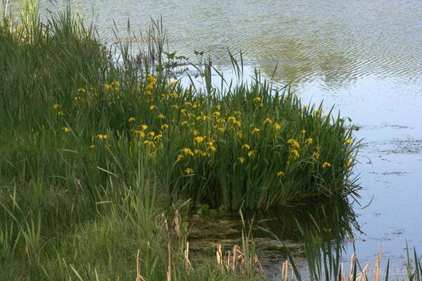 Народні прикмети: 20 квітня. Сьогодні вшановують двох мучеників святих Акиліну і Руфіна. Ми також розповімо вам, які народні прикмети про погоду існували у наших предків.