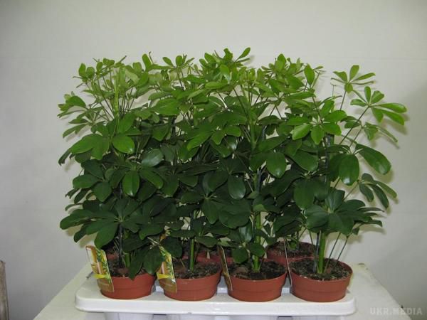 Сім кращих кімнатних рослин для очищення повітря в приміщенні