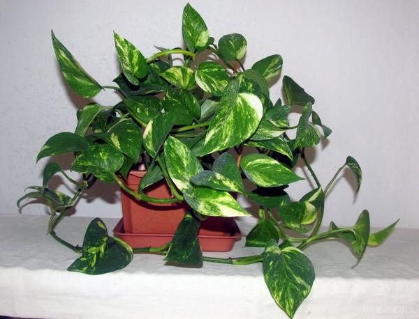 Сім кращих кімнатних рослин для очищення повітря в приміщенні. Підберіть кілька рослин і нехай вам дихається легко.
