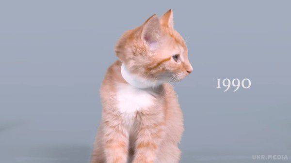 У Мережі з'явився пародійний ролик "100 років котячої моди". У Мережі з'явився пародійний ролик "100 років котячої моди". За добу він набрав більше 138,5 тисяч переглядів і 1,1 тисячі "лайків".