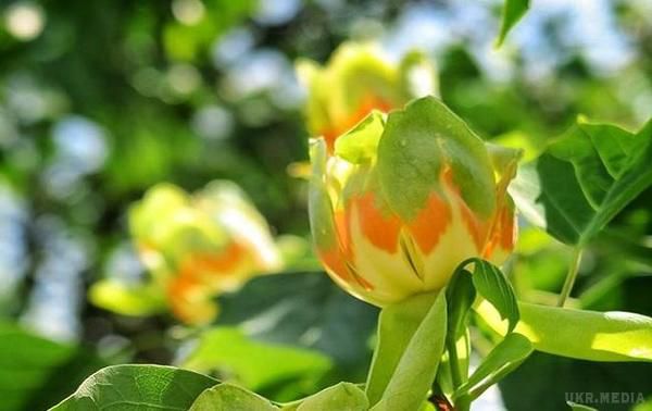 В Ужгороді зацвіли незвичайні "тюльпанові дерева". Незвичайна рослина має жовтувато-оранжевий відтінок і зазвичай росте у субтропіках.