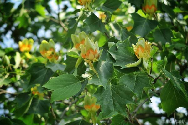 В Ужгороді зацвіли незвичайні "тюльпанові дерева". Незвичайна рослина має жовтувато-оранжевий відтінок і зазвичай росте у субтропіках.