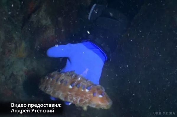  Унікальне відкриття в Антарктиді  зробив Харківський вчений (відео). Біологу вдалося на глибині тридцяти метрів знайти незнайому вченому світу тварину.