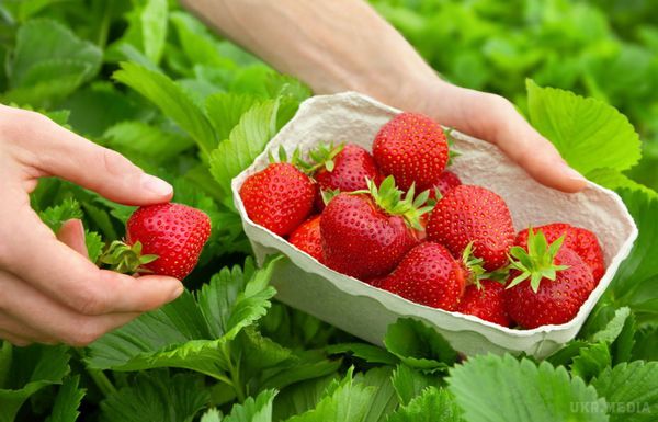 Фахівці виявляють на ранніх ягодах дуже заразних паразитів. У продажу з'явилися перші полуниці, і щодня їхня ціна стає все доступнішою. 