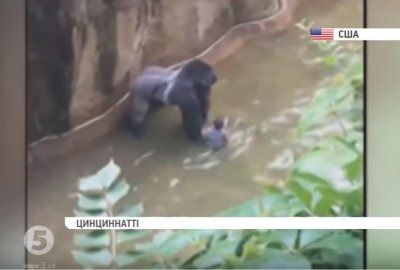 У США хлопчик впав у вольєр до горили.  В місті Цинциннаті працівники зоопарку застрелили горилу, у вольєр до якої впала дитина
