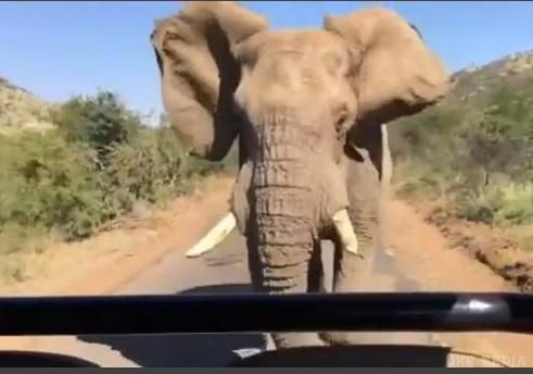 За Шварценеггером в Африці ганявся дикий слон. Відомий актор Арнольд Шварценеггер прокотився по ПАР і зустрів на своєму шляху великого дикого слона.