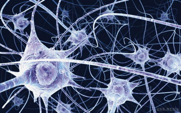 Вчені розкрили секрети механізму людської пам'яті. Американськими вченими було визначено, що ж саме допомагає функціонувати робочої або оперативної пам'яті людського мозку.