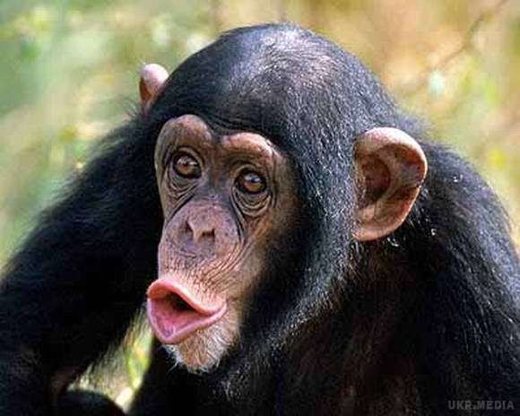 У Індії мавпа пограбувала ювелірну крамницю (відео). Зловмисниця вкрала навіть не прикраси, а гроші з каси.