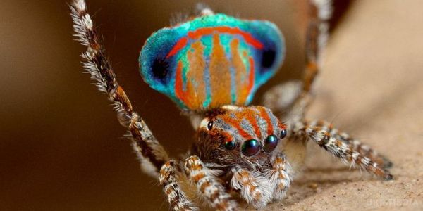 Вчені відкрили новий вид павуків. Вчені з Сіднея відкрили сім нових видів австралійських павуків-павичів розміром всього три міліметри, які танцюють, щоб привернути самок до спаровування.