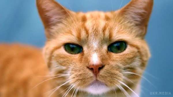 У російському місті Владивосток померла кішка, яка «об'їла» рибний магазин на 60 тисяч рублів. У вівторок, 7 червня, у російському місті Владивосток померла кішка Матроска, яка два роки тому стала справжньою знаменитістю, «об'ївши» магазин морепродуктів у місцевому аеропорту аж на 60 тисяч рублів.  