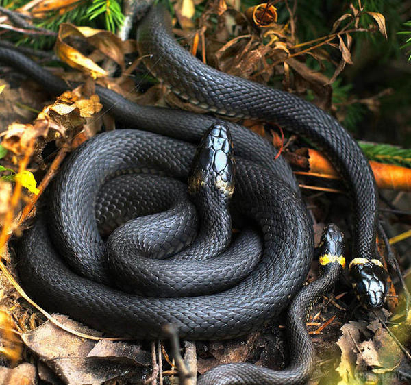 Народні прикмети: 12 червня. Згідно з народним календарем, сьогодні Зміїне свято. Які народні прикмети про погоду і традиції існували у наших предків?