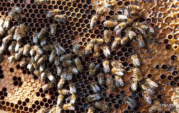 Виявлено спосіб розмноження без чоловічої статі. Дану модель в дії виявили серед капських бджіл.