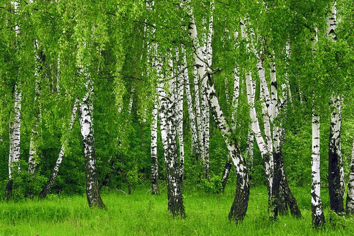 Народні прикмети: 15 червня. Сьогодні відзначають свято Зеленого в'юна або Вьюнца. Ми розповімо вам, які народні прикмети про погоду і традиції існували у наших предків.