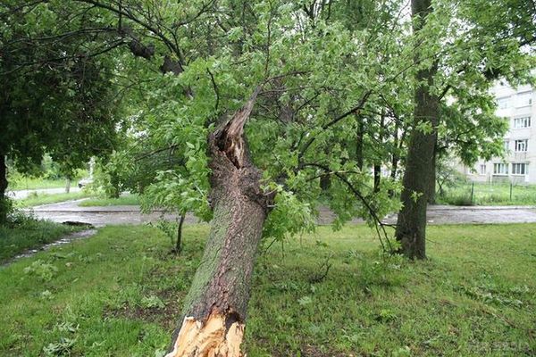 Шквали у Львівській області: величезне дерево розчавило легковик (фото). Негода повним ходом пройшлася і по Львівській області, де в деяких районах сильний вітер ламав дерева та зривав дахи будинків.