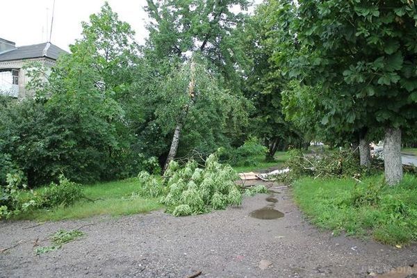 Шквали у Львівській області: величезне дерево розчавило легковик (фото). Негода повним ходом пройшлася і по Львівській області, де в деяких районах сильний вітер ламав дерева та зривав дахи будинків.