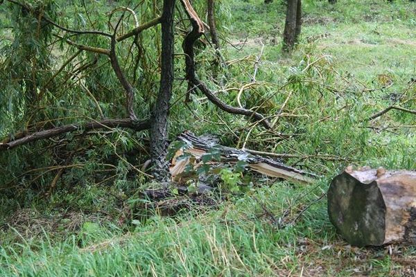 Шквали у Львівській області: величезне дерево розчавило легковик (фото). Негода повним ходом пройшлася і по Львівській області, де в деяких районах сильний вітер ламав дерева та зривав дахи будинків.