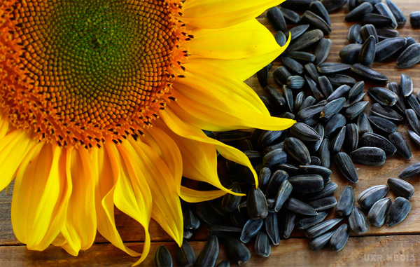 Експерти розповіли про користь і шкоду насіння соняшника. Більшість з нас з дитинства чує про те, що насіння шкідливі для здоров'я, можуть спровокувати напад апендициту і негативно впливають на голосові зв'язки.