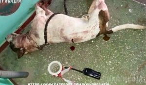 Жахливий випадок у Києві- Бійцівський пес відгриз жінці руку. Поліцейські застосували табельну зброю, що врятувало життя не тільки хазяйці собаки.