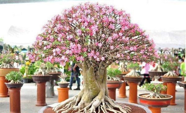 Аденіум: зловісна Троянда Пустелі (фото). Аденіум (adenium) – екзотична, декоративна, красива, нескладна у догляді рослина для любителів кімнатного квітництва. 