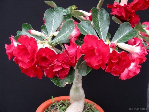 Аденіум: зловісна Троянда Пустелі (фото). Аденіум (adenium) – екзотична, декоративна, красива, нескладна у догляді рослина для любителів кімнатного квітництва. 