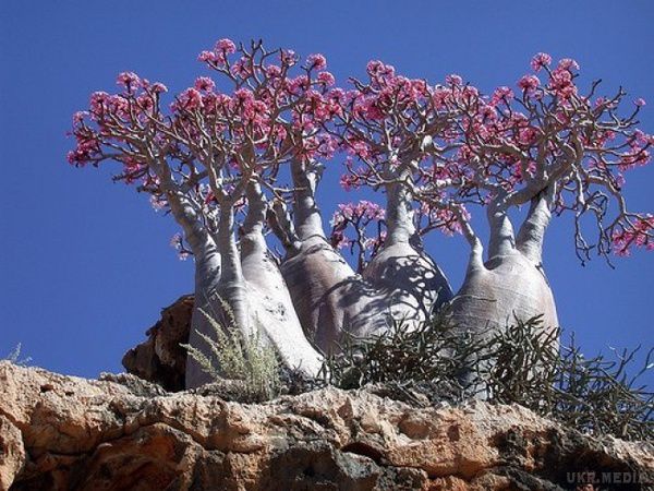 Аденіум: зловісна Троянда Пустелі (фото). Аденіум (adenium) – екзотична, декоративна, красива, нескладна у догляді рослина для любителів кімнатного квітництва. 