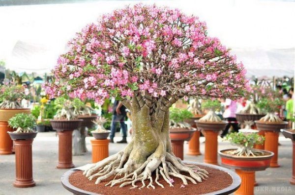 Аденіум: зловісна Троянда Пустелі (фото). Аденіум (adenium) – екзотична, декоративна, красива, нескладна у догляді рослина для любителів кімнатного квітництва. 