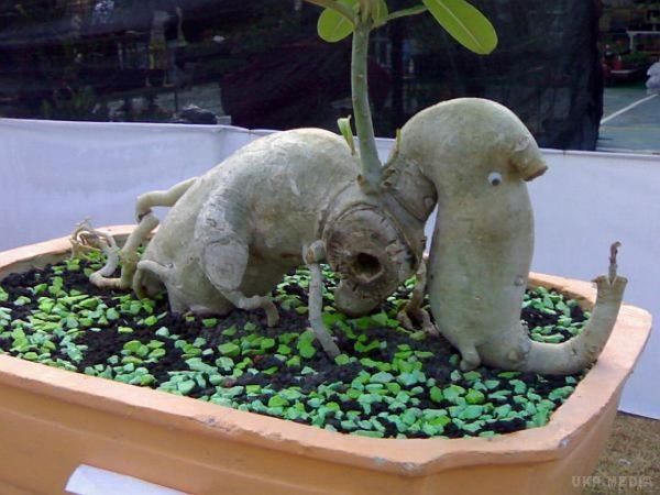 Аденіум: зловісна Троянда Пустелі (фото). Аденіум (adenium) – екзотична, декоративна, красива, нескладна у догляді рослина для любителів кімнатного квітництва. 