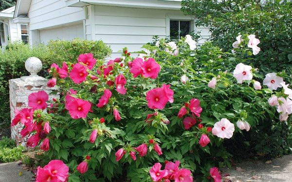 Гібіскус: квітка, яка побудувла місто (фото). Рід гібіскусів (Hibiscus) носить давньогрецька назва троянди Alcea rosea L і відноситься до сімейства мальвових, а в народі зветься китайська троянда. 