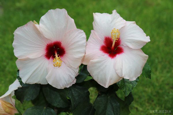 Гібіскус: квітка, яка побудувла місто (фото). Рід гібіскусів (Hibiscus) носить давньогрецька назва троянди Alcea rosea L і відноситься до сімейства мальвових, а в народі зветься китайська троянда. 