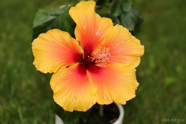 Гібіскус: квітка, яка побудувла місто (фото). Рід гібіскусів (Hibiscus) носить давньогрецька назва троянди Alcea rosea L і відноситься до сімейства мальвових, а в народі зветься китайська троянда. 