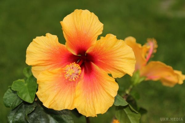 Гібіскус: квітка, яка побудувла місто (фото). Рід гібіскусів (Hibiscus) носить давньогрецька назва троянди Alcea rosea L і відноситься до сімейства мальвових, а в народі зветься китайська троянда. 