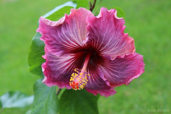 Гібіскус: квітка, яка побудувла місто (фото). Рід гібіскусів (Hibiscus) носить давньогрецька назва троянди Alcea rosea L і відноситься до сімейства мальвових, а в народі зветься китайська троянда. 