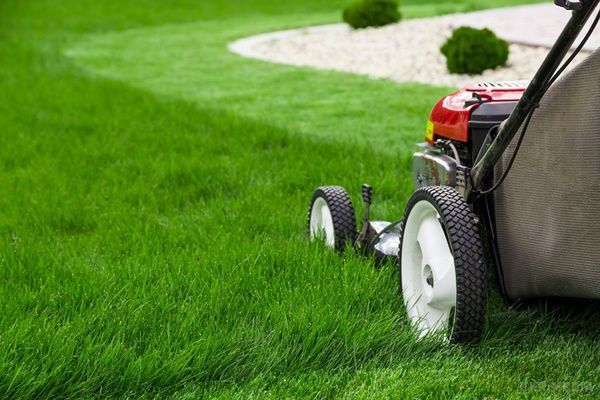 Дачний сезон 2016: все, що потрібно знати про траву (фото). Англійці вважають, що секрет створення ідеального газону простий: посіяти траву, поливати і стригти, стригти, стригти... протягом 500 років. Але є і інші варіанти.