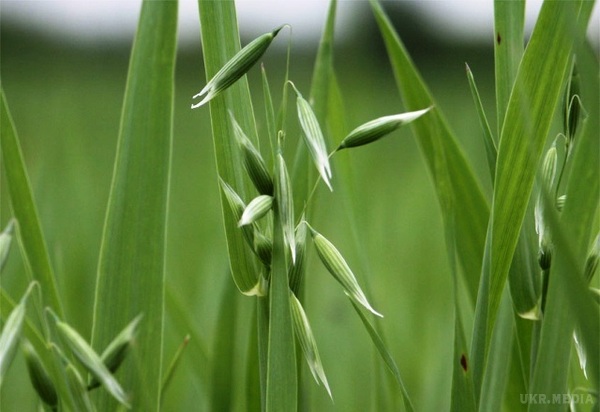 Народні прикмети: 28 червня. Сьогодні згадують святого Віта. Ми також розповімо вам, які народні прикмети та звичаї існували в наших предків.