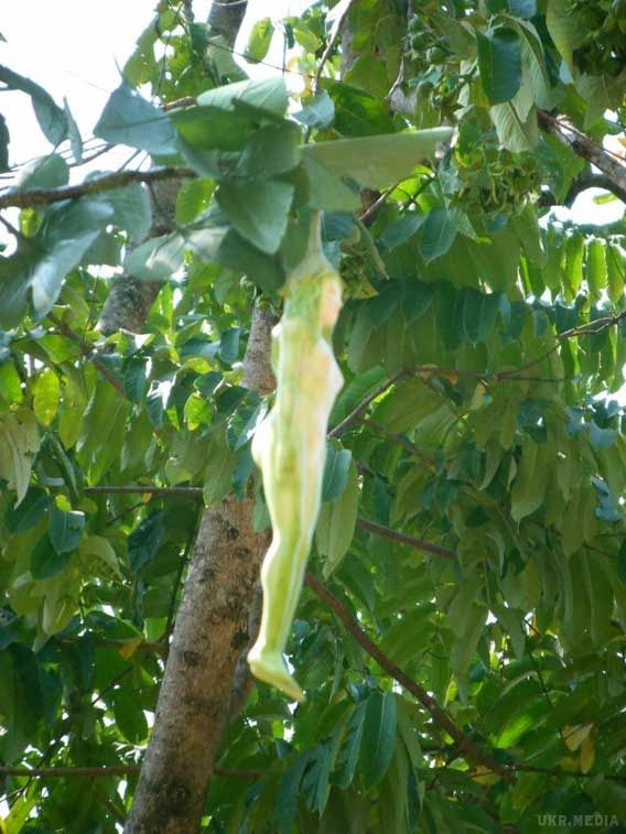 В Таїланді знайдено дерево з плодами у вигляді жінок (фото). Місцеві жителі кажуть, що чарівне дерево зустрічається в буддійській міфології.