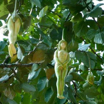 В Таїланді знайдено дерево з плодами у вигляді жінок (фото). Місцеві жителі кажуть, що чарівне дерево зустрічається в буддійській міфології.