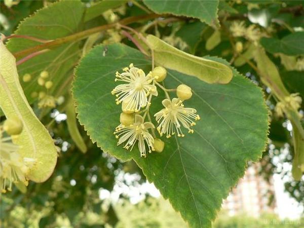 Народні прикмети 4 липня. Сьогодні вшановують пам'ять Иулиана Тарсийского. Ми розповімо вам, які народні прикмети про погоду і звичаї дотримувалися наші предки.