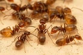 Як позбутися мурах у хаті-фахівець. Найдiєвiший спосiб -- використання бури або борної кислоти,