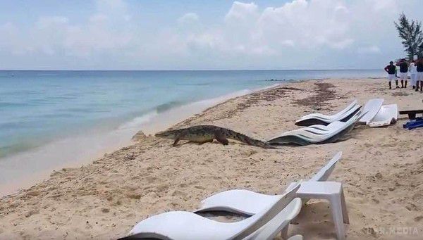 Величезний крокодил влаштував паніку на пляжі Карибського острова. Крокодил значних розмірів налякав відпочиваючих туристів на Карибських островах. Хижак, не відчуваючи страху до людей показово проповз по березі острова Косумель (Мексика), де змусив повскакувати з лежаків туристів.

