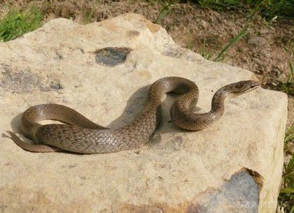 На Харківщині – нашестя отруйних змій. Рептилії розмножили не тільки в лісах, а й у дворах звичайних будинків.
