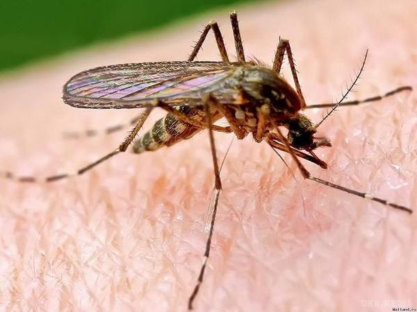 Як позбутися від комарів: поради експертів СЕС. Гарний відпочинок влітку можуть зіпсувати тільки настирливі комарі. Пропонуємо вашій увазі кілька способів боротьби з ними.
