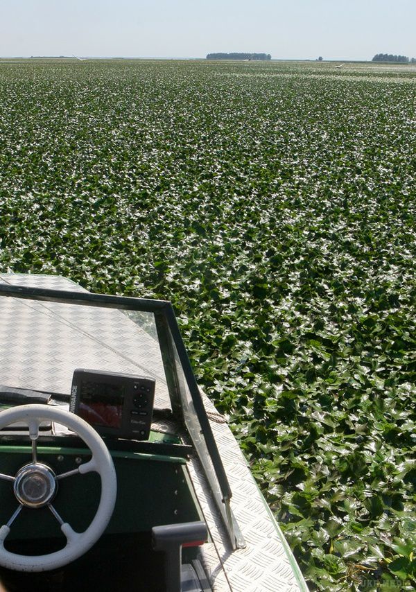 Київське море затягує рослинами, що пережили динозаврів. Думаєте, що шкоду водосховищам наносять лише браконьєри, добувачі піску і люди, які викидають побутові та виробничі відходи у воду? Рибалки сурмлять – однією з головних проблем, від якої наразі потерпає Київське море - це Водяний горіх, він же чилім. 