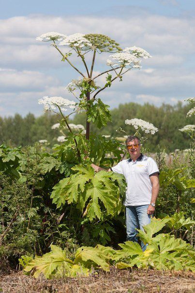 В Україні розцвів отруйний борщівник: що являє собою небезпечну рослину (фото). Не підходити, не чіпати і не нюхати.