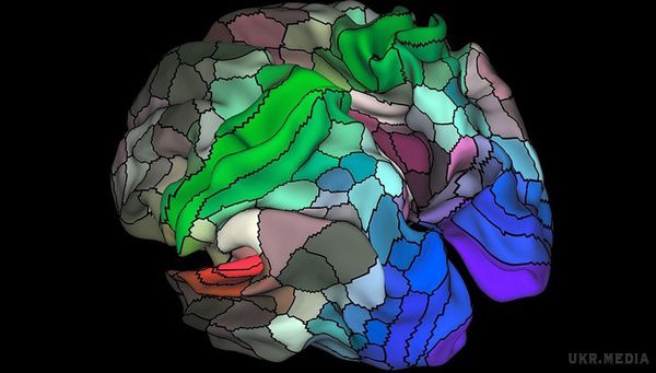 Представлена найдетальніша карта кори мозку з більш ніж сотнею нових областей. Вчені створили найточнішу карту кори головного мозку людини і виявили в ньому ще 100 раніше невідомих областей. 