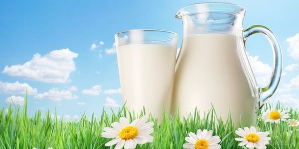 У чому користь і шкоду молока. Молоко має відмінну загальнозміцнюючу дію на нервову систему людини.
