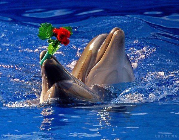 Сьогодні Всесвітній день китів і дельфінів. Полювання на великих китів, а також торгівля китовим м'ясом заборонені.