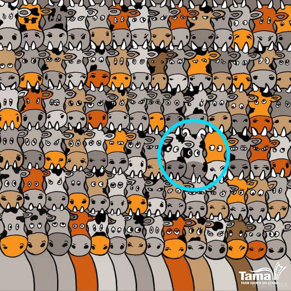 Свіжа загадка, яка підкорила Інтернет: а ви знайдете собаку в стаді корів?