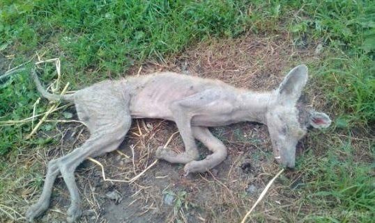 На Хмельниччині мисливець убив чупакабру (фото). На Хмельниччині в селі Новолабунь місцевий житель застрелив незрозумілого звіра.