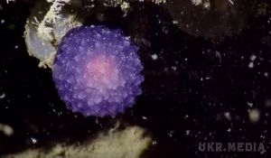 Вчені знайшли невідому фіолетову кулю на дні океану. Біля узбережжя Південної Каліфорнії команда вчених на дослідницькому судні Фонду океанічних досліджень "Наутілус" вивчають тектонічно активні області нашої планети.